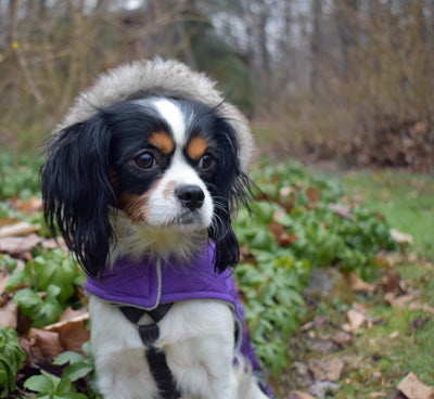 10 Cavaliers That Need Furever Homes