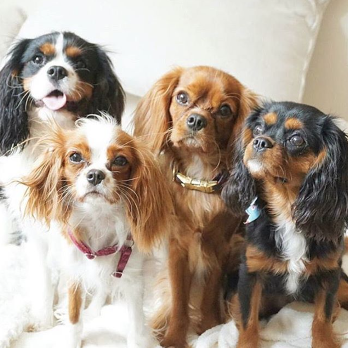 Ginger cavalier hot sale king charles spaniel