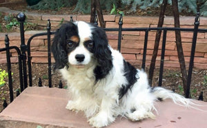 10 CAVALIER KING CHARLES SPANIELS THAT NEED FUREVER HOMES