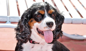 10 CAVALIER KING CHARLES SPANIELS THAT NEED FUREVER HOMES