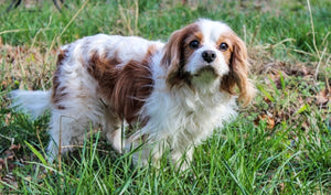 9 CAVALIER KING CHARLES SPANIELS THAT NEED FUREVER HOMES