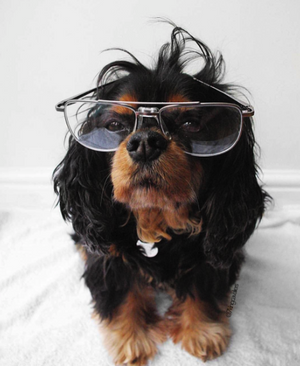 11 REASONS THE CAVALIER KING CHARLES SPANIEL IS THE BEST BREED EVERRRR