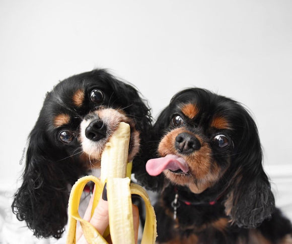5 REASONS YOU SHOULD BE SPOILING YOUR DOG WITH BANANAS