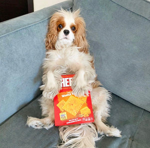 19 Things To Do In Quarantine With Your Cavalier King Charles Spaniel