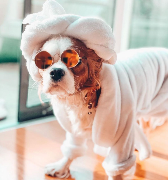 20 Tips For Cavalier King Charles Spaniel Tear Stain Removal