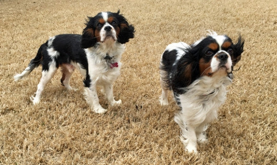10 CAVALIER KING CHARLES SPANIELS THAT NEED FUREVER HOMES