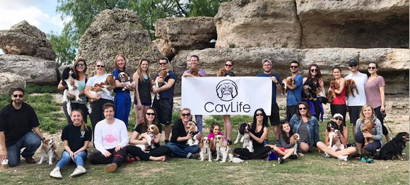 CavLife Cav Life Cavalier King Charles Spaniel